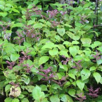 Coleus kanneliyensis L.H.Cramer & S. Balas.